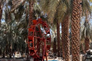 مزرعة نخيل عالية المدينة (الأسعار + داخل المزرعة + الموقع + آراء الناس)